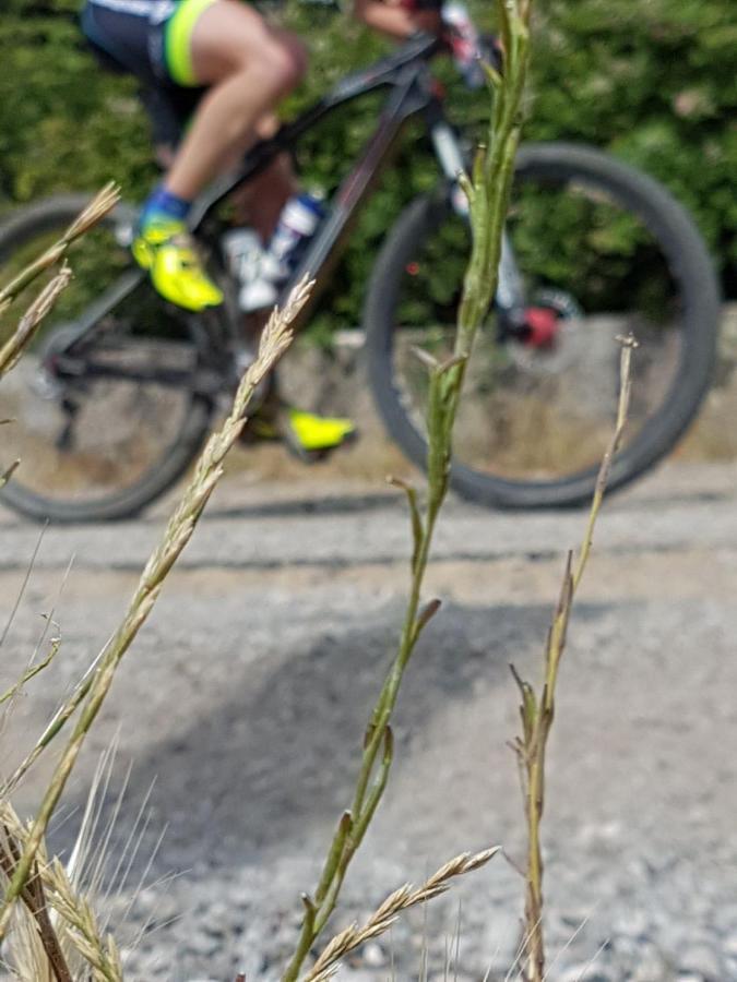 לינה וארוחת בוקר Frascineto Il Vicoletto מראה חיצוני תמונה